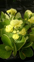 Primula auricula 'Berninae' (double yellow) - 8cm pot 